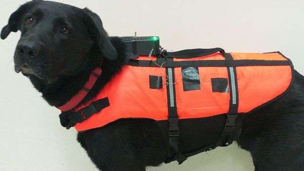 Собак привчатимуть до вібро-команд