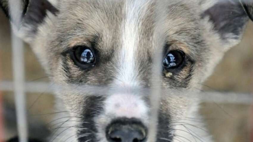 Прив'язав собаку до авто та тягнув по дорозі, а потім знесиленого кинув помирати: шокуючий злочин