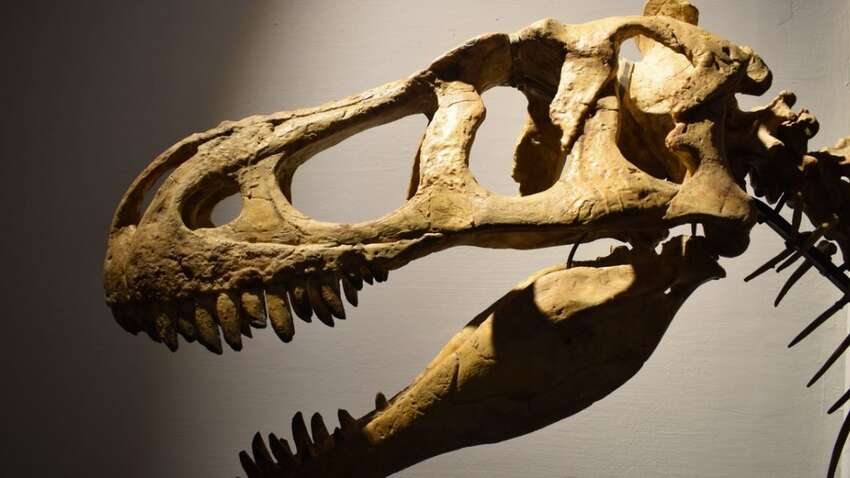 Вчені знайшли скам'янілість динозавра: у чому його унікальність