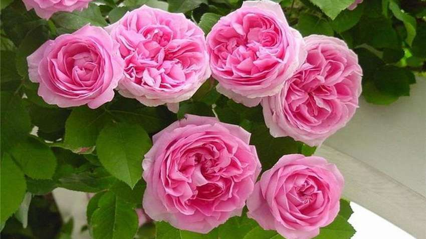 С помощью ароматов можно осваивать новую информацию