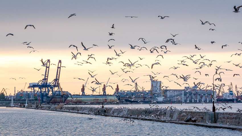 Свинец, пестициды, микропластик: какая ситуация с загрязнением Черного моря