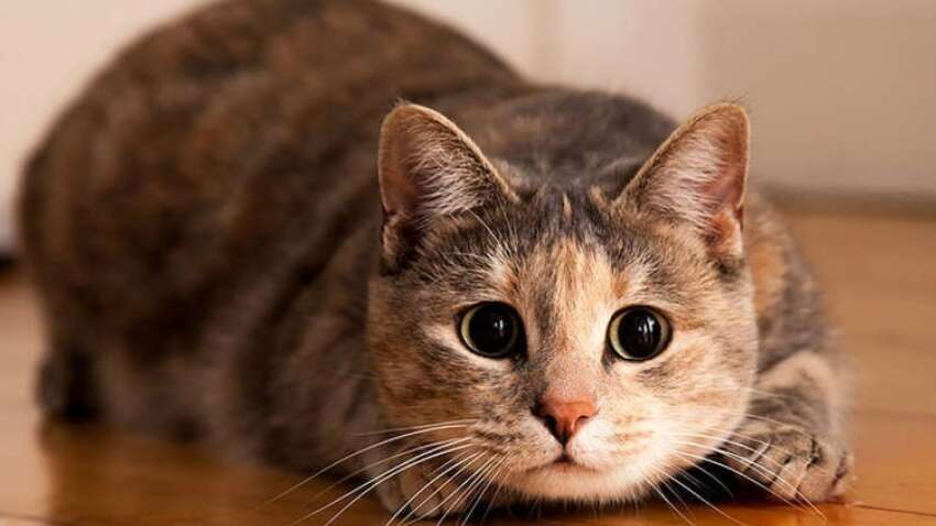 10 речей, які ніколи не можна робити зі своїм котом