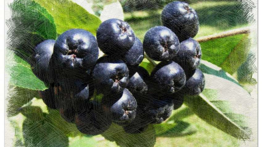 Какая ягода предотвращает развитие онкологии