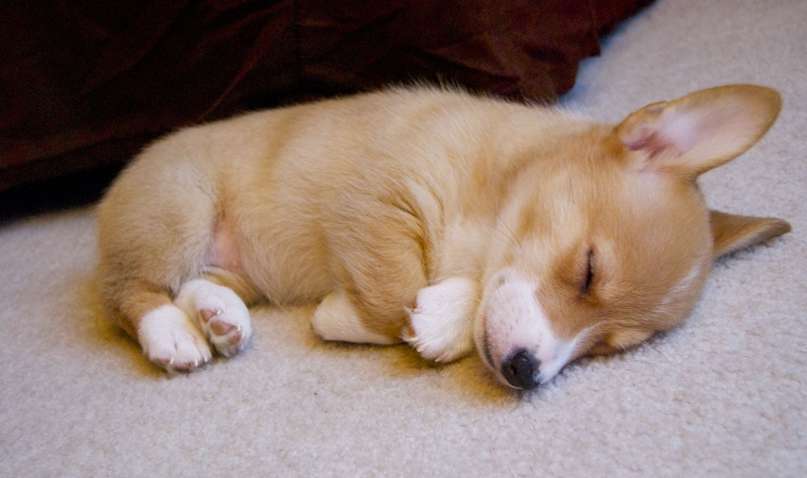 Любимые позы сна вашей собаки: как их трактовать и что они означают Любимые позы сна вашей собаки: как их трактовать и что они означают