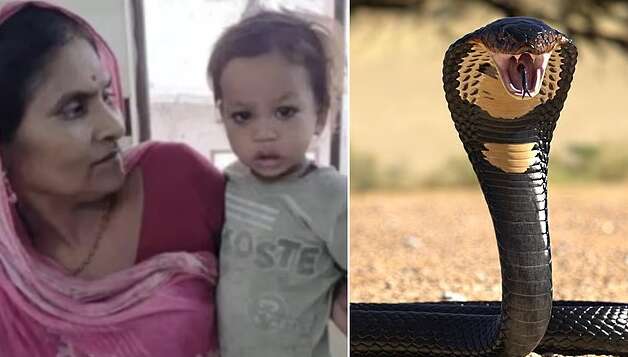 После нападения кобры двухлетний мальчик в Индии стал героем: что он сделал После нападения кобры двухлетний мальчик в Индии стал героем: что он сделал