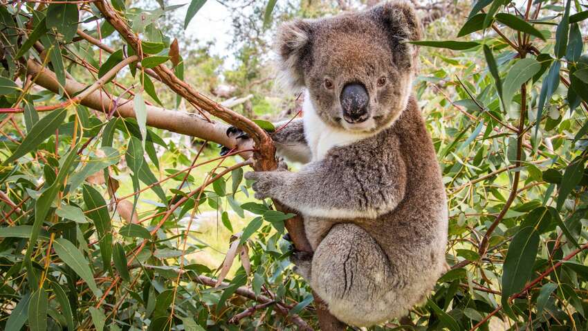 В Австралії з вертольота застрелили понад 700 коал