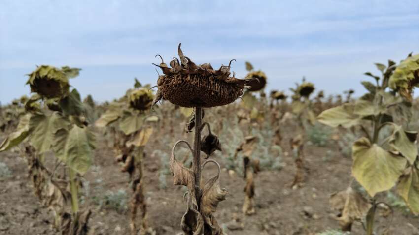 Кліматологи попереджають про колапс океанічної течії: Європу чекають сотні років посух Кліматологи попереджають про колапс океанічної течії: Європу чекають сотні років посух
