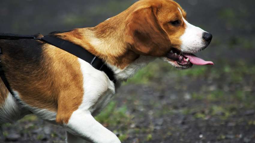 Три кращих породи собак для полювання на дрібного звіра