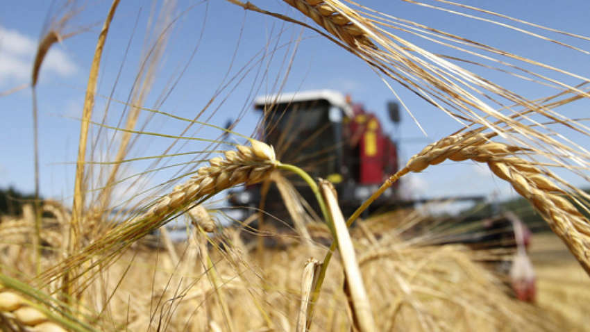 Урожай зернових в Україні встановлює нові рекорди