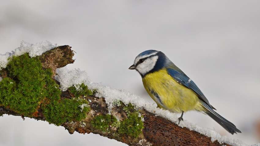 Церковне свято 17 грудня: що сьогодні обіцяє достаток