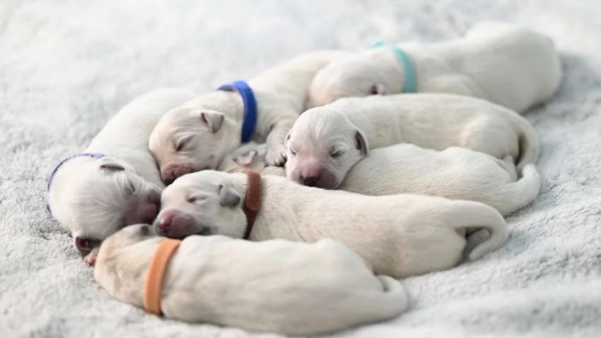 Сколько пространства нужно разным породам собак