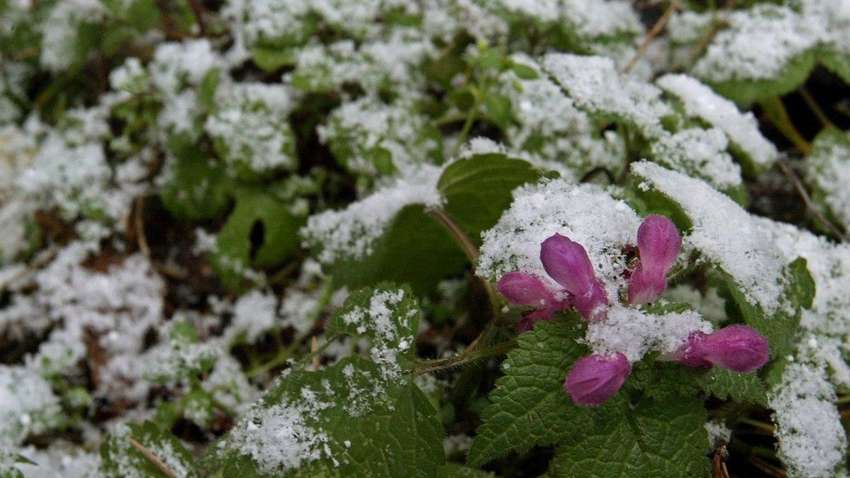 Синоптик рассказал, когда в Украину придут первые заморозки и снег Синоптик рассказал, когда в Украину придут первые заморозки и снег