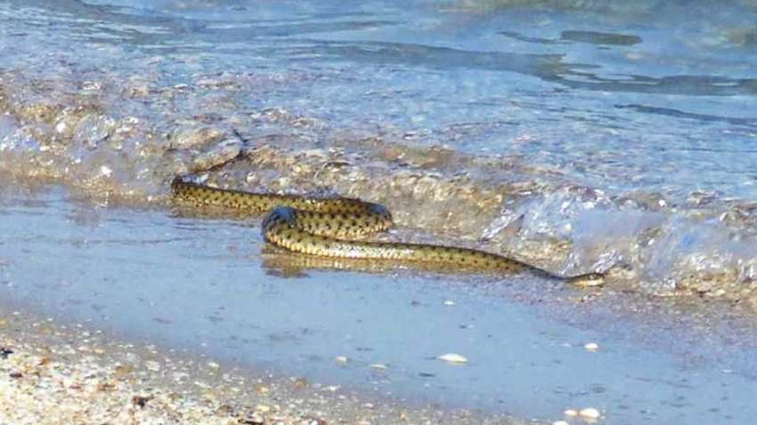 Какие популярные украинские курорты страдают от нашествия змей Какие популярные украинские курорты страдают от нашествия змей