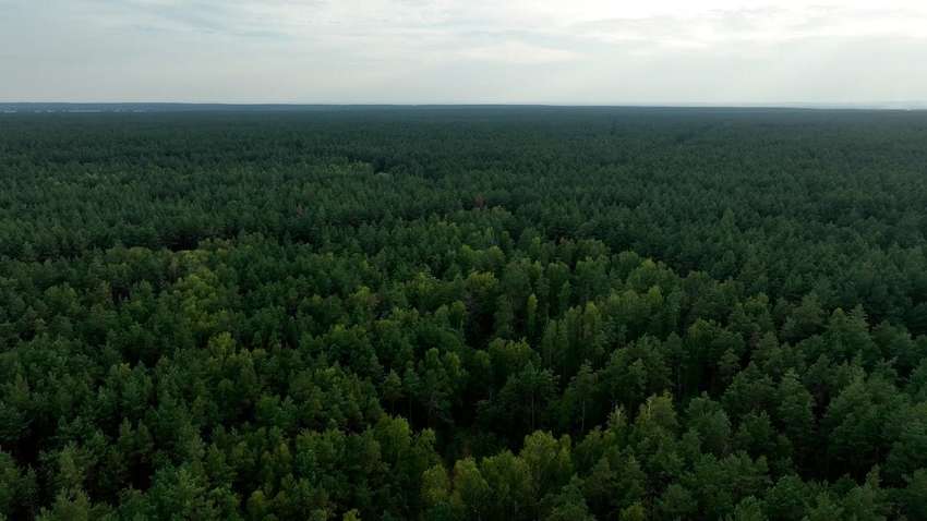 60 га лісу поблизу Києва опинилося під загрозою знищення: що сталося