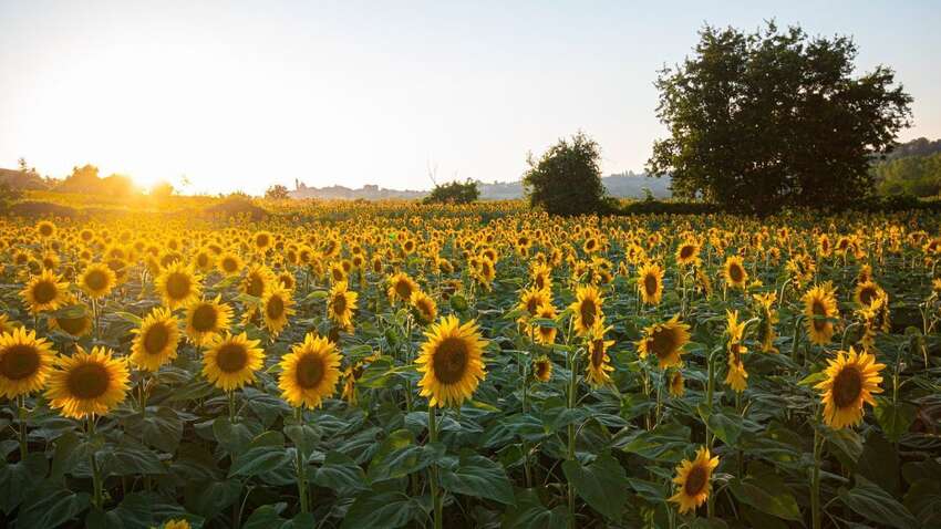 Яке церковне свято 22 серпня: що важливо встигнути зробити цієї дати