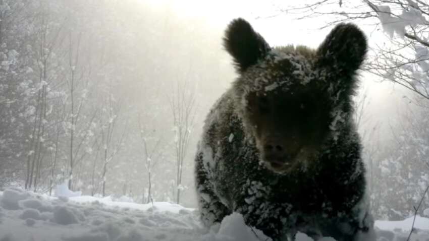 Спали считанные недели - и уже возле человеческих домов: в Карпатах проснулись бурые медведи