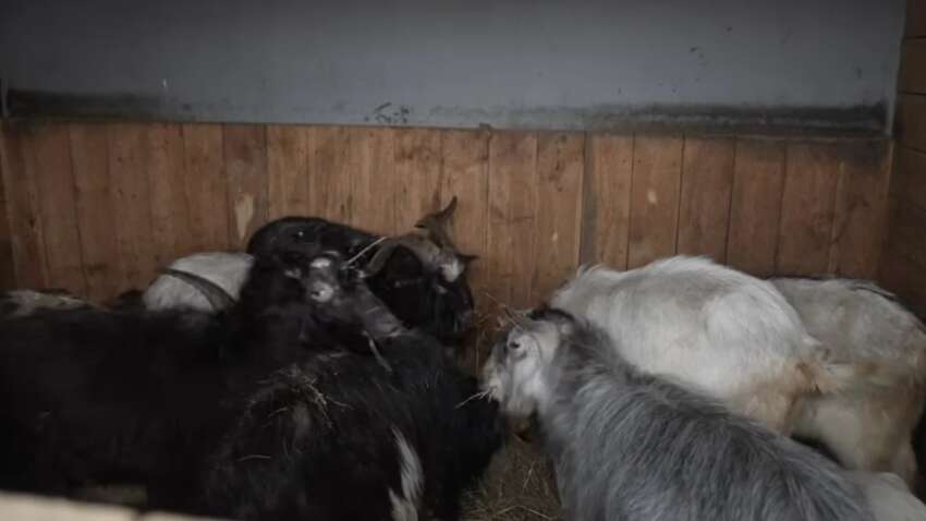Не оставил даже под обстрелами: из Запорожской области эвакуировали 16 козлов вместе с хозяином