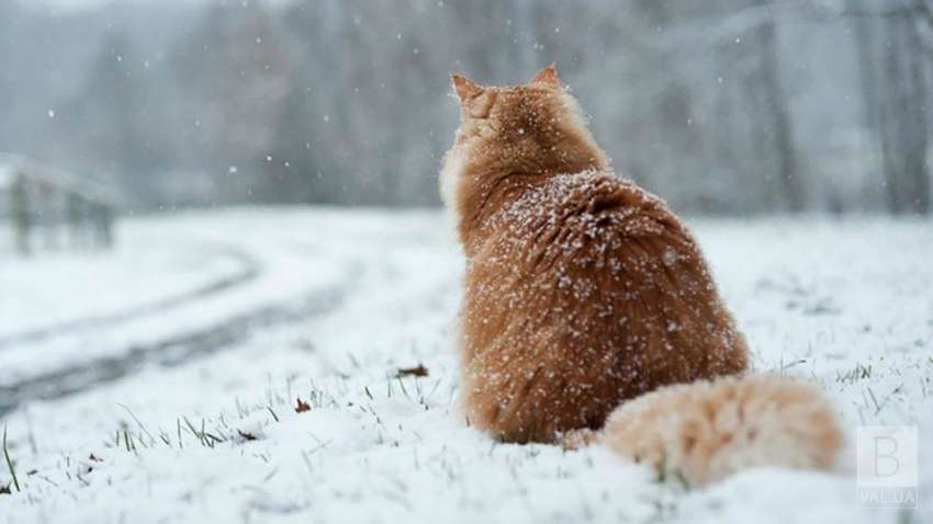 Зима повертається: коли Україну знову накриють снігопади