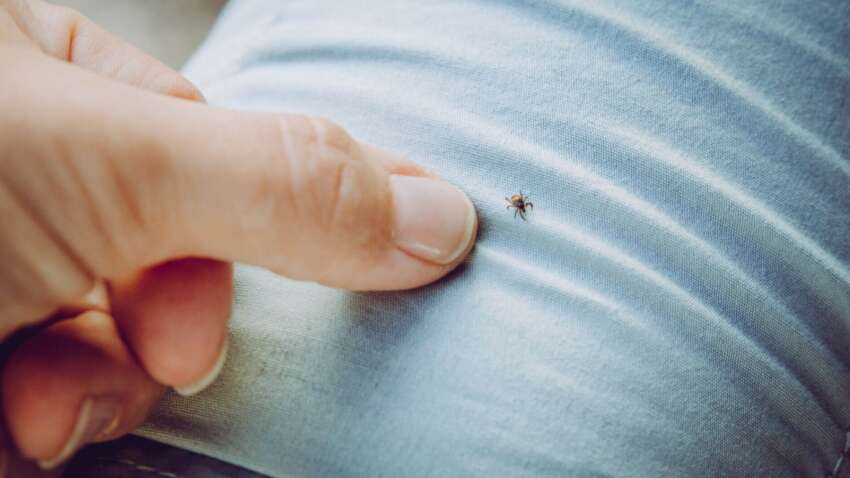 Цей колір одягу приваблює кліщів найбільше: вчені провели дослідження Цей колір одягу приваблює кліщів найбільше: вчені провели дослідження