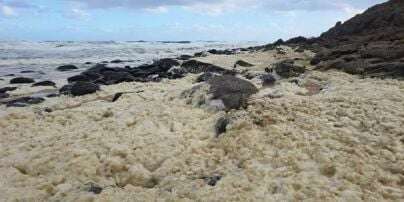 В Южной Австралии массово гибнут животные: какие причины