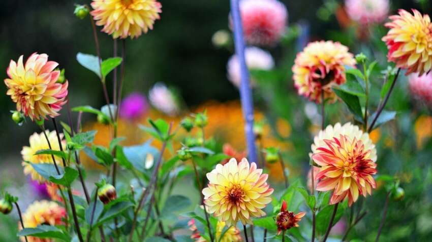 Яке церковне свято 8 серпня: що потрібно зробити, щоб задумане обов'язково здійснилося