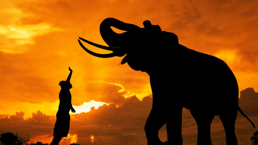 Экстремальный отдых: в Таиланде дикий слон решил прилечь на автомобиль с туристами