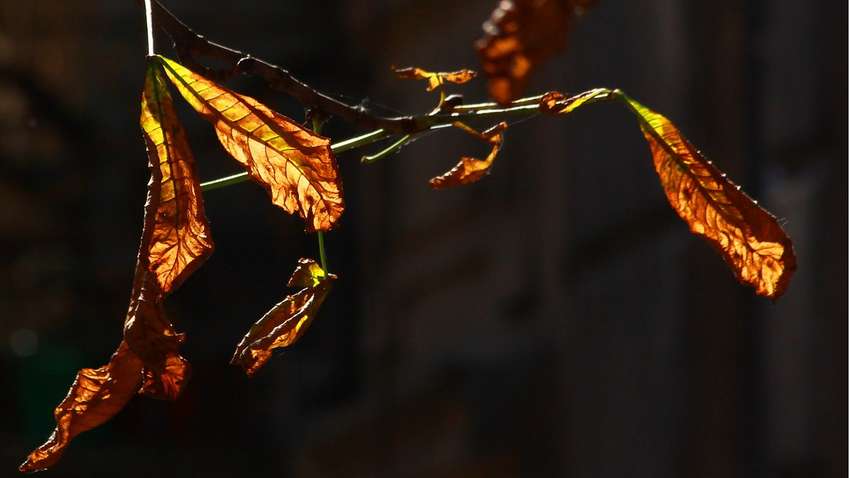 Облачно, но без осадков: прогноз погоды в Украине на 26 ноября Облачно, но без осадков: прогноз погоды в Украине на 26 ноября