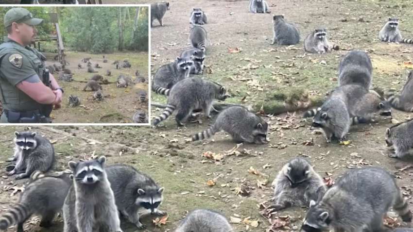 Сотня енотов окружила дом женщины: для спасения жизни она вызвала полицию Сотня енотов окружила дом женщины: для спасения жизни она вызвала полицию