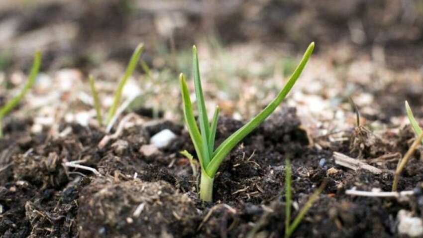Чому зимовий часник раптом пішов у лист — і як врятувати грядки перед холодами Чому зимовий часник раптом пішов у лист — і як врятувати грядки перед холодами