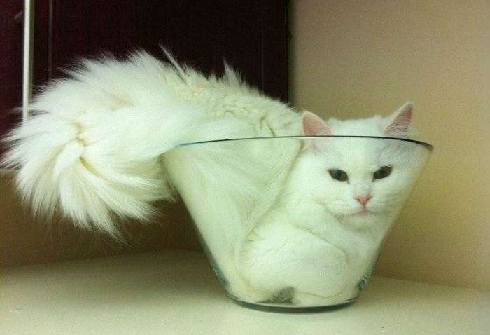 Кошки - это жидкости, и этому есть доказательства