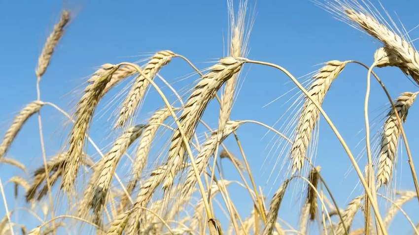 Черным пиаром против Агрохолдинга АСТ Банк Альянс прикрывает схемы, - СМИ