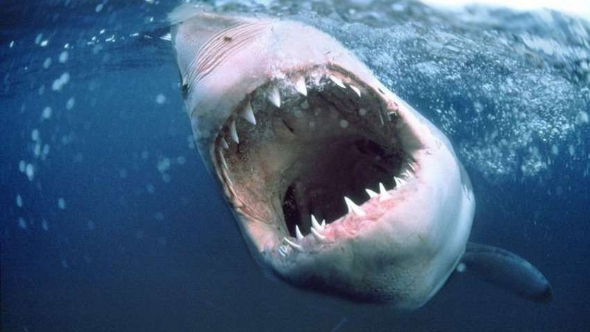 В Красном море акула напала на туриста: он потерял часть ноги