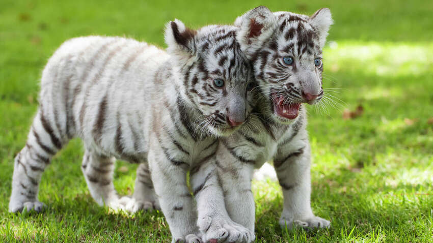 У Харкові біла тигриця відмовилася від тигренят: хто став для них другою мамою У Харкові біла тигриця відмовилася від тигренят: хто став для них другою мамою