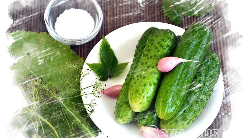 Маринування на зиму: як приготувати хрусткі малосольні огірки Маринування на зиму: як приготувати хрусткі малосольні огірки