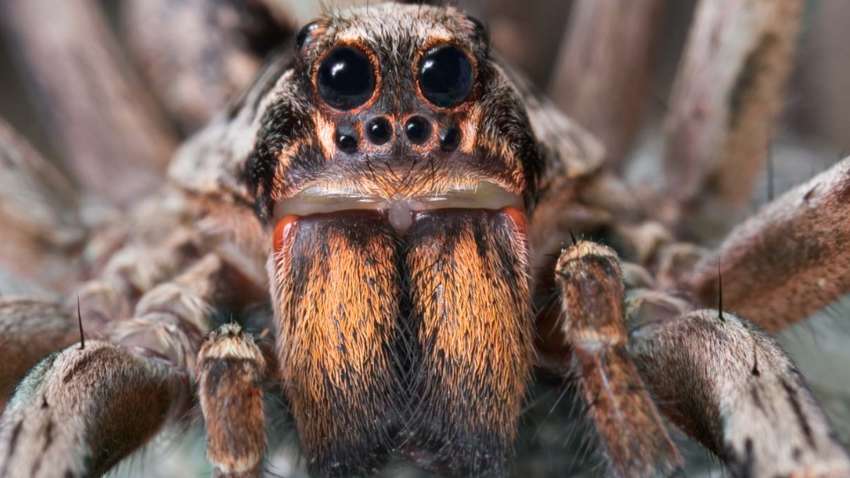 Павук вкусив чоловіка та відклав у нього свої яйця: біологи пояснили ситуацію Павук вкусив чоловіка та відклав у нього свої яйця: біологи пояснили ситуацію