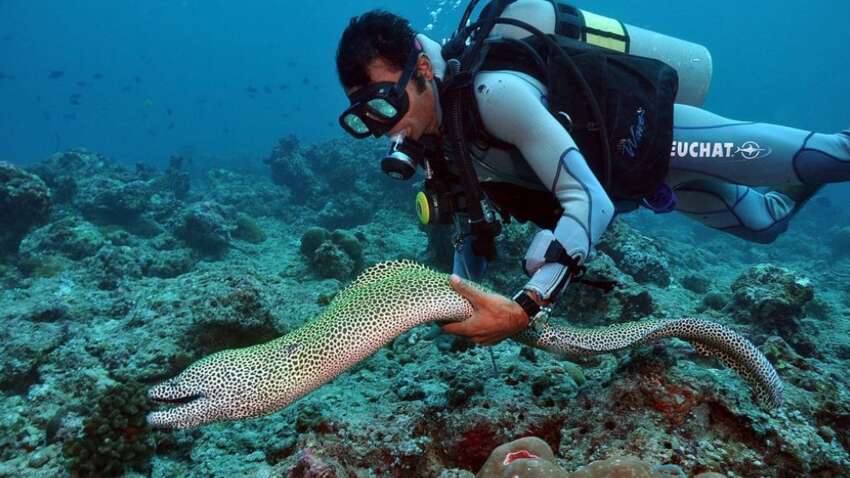 В Египте хищная мурена напала на российского туриста: мужчину забрали в больницу