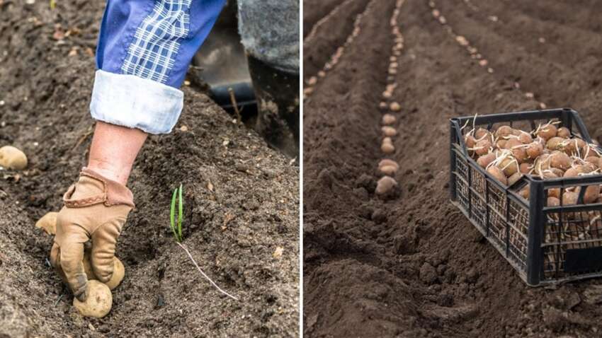Не боятся морозов и удивляют урожаем: лучшие сорта картофеля для посева в апреле