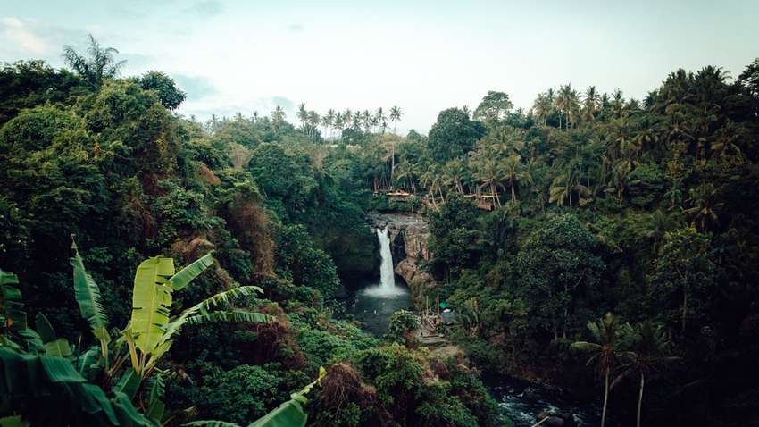 Ліси Амазонії почали виділяти вуглекислий газ: причина