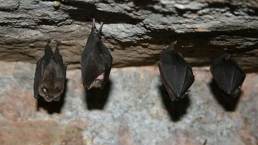 На балконе многоэтажки в Днепре обнаружили более 500 летучих мышей (фото)
