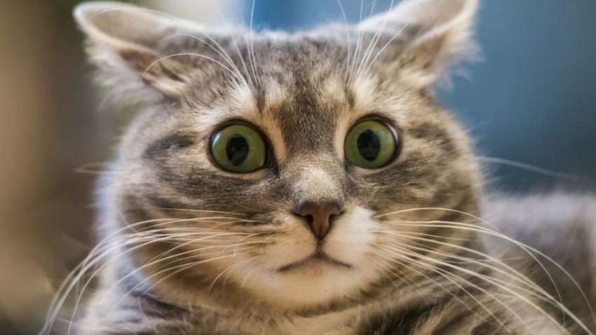 У бельгійському місті Намюр ввели ліцензії на годування котів