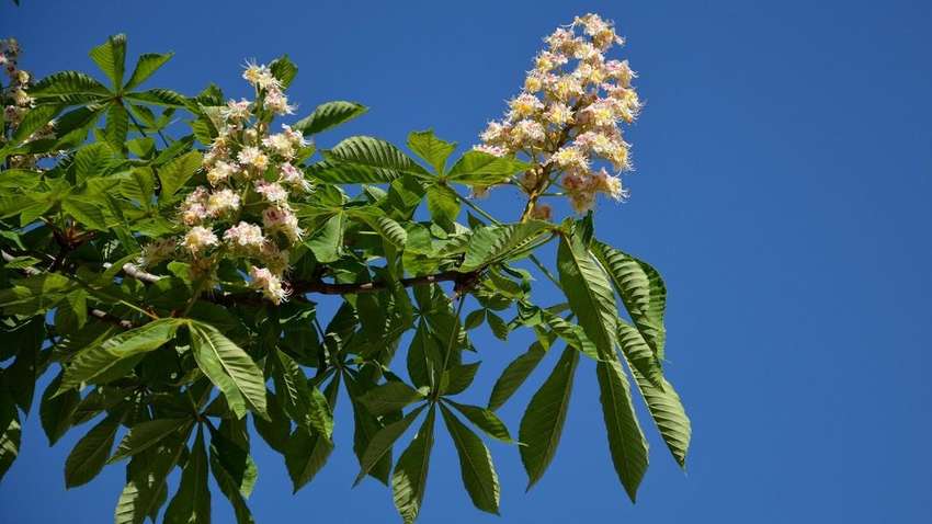 Цветение каштанов в октябре назвали эхом смертельной болезни, - новое исследование Цветение каштанов в октябре назвали эхом смертельной болезни, - новое исследование