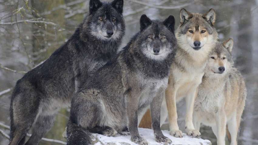 Вчені в глухому куті: в США вовки почали дивне масове полювання (ВІДЕО)