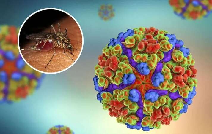 Срочное предупреждение ВОЗ по болезни чикунгунья: какая угроза нависла над человечеством