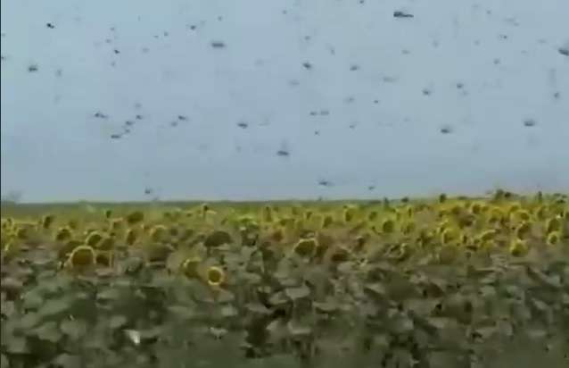 Российский город, из которого самолеты бомбят Донецкую область, атаковала саранча (ВИДЕО) 