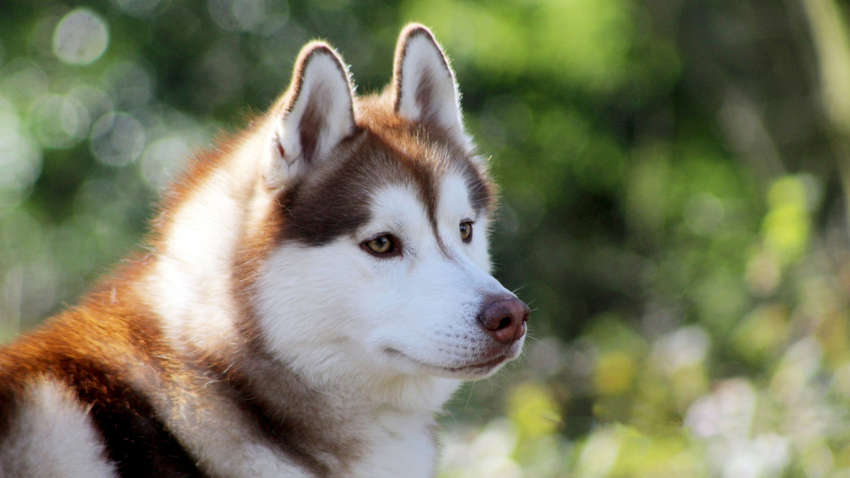 Хаски спародировал звук пылесоса и стал звездой Сети