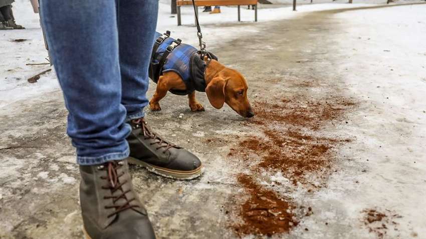 Львовяне нашли новое применение кофейной гуще – теперь гололедица не страшна