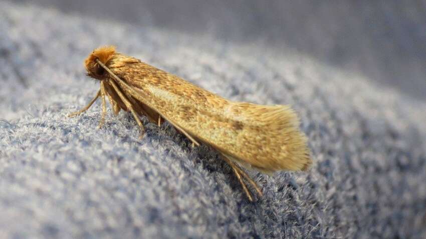 Почему появляется моль в доме как избавиться от нее Почему появляется моль в доме как избавиться от нее