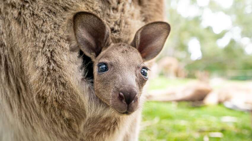 Люди удивлены, узнав, как на самом деле выглядит сумка кенгуру (ВИДЕО) Люди удивлены, узнав, как на самом деле выглядит сумка кенгуру (ВИДЕО)