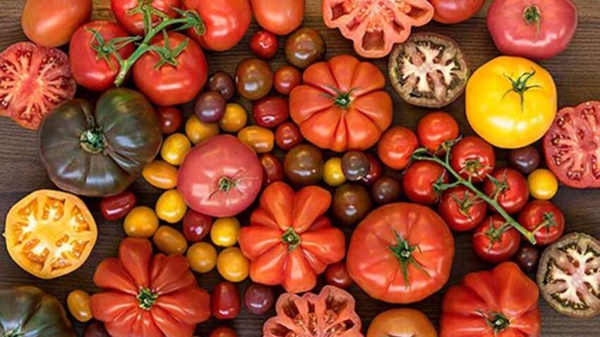 10 грамів під корінь – і помідори «вистрілять»: простий трюк, який дає врожай без хімії