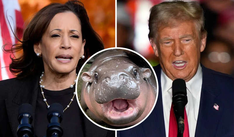 Карликовый бегемот-мем предсказал победителя выборов в США Карликовый бегемот-мем предсказал победителя выборов в США